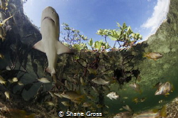 A baby lemon shark patrols the shallows of a mangrove cre... by Shane Gross 